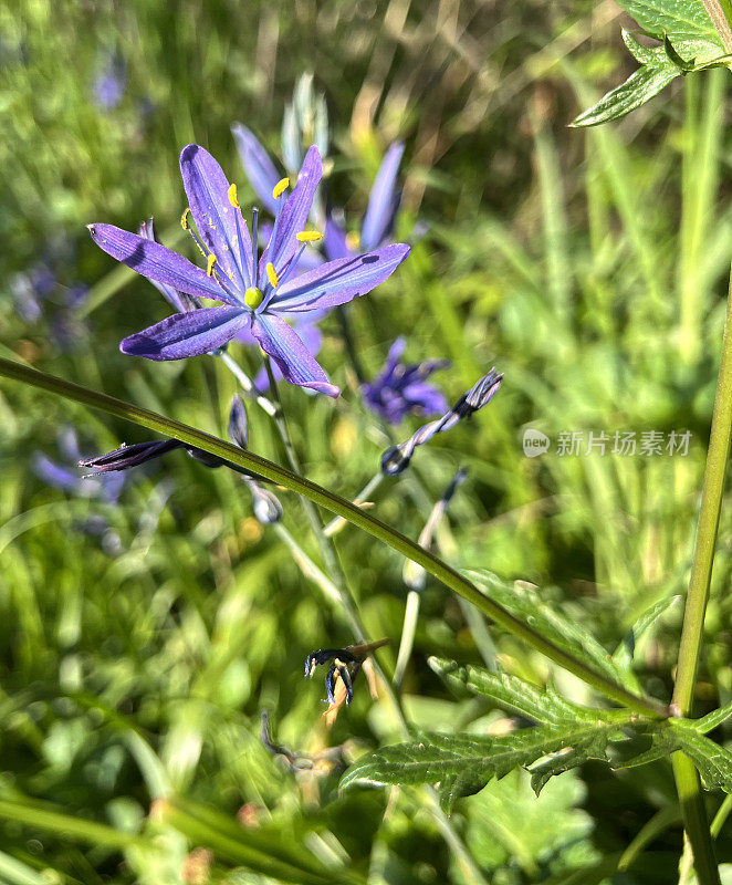 IMG_5283 Camassia